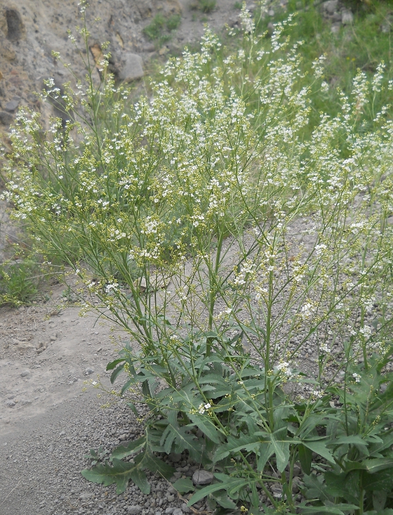 Image of Crambe orientalis specimen.