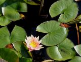 Nymphaea odorata