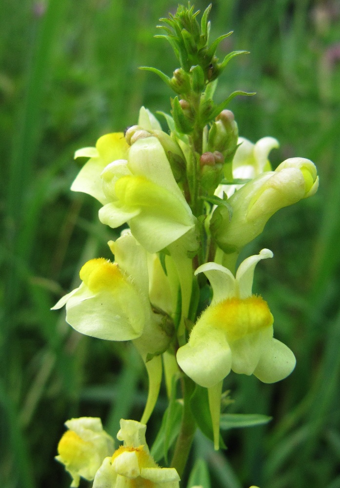 Image of Linaria vulgaris specimen.