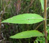 Oenothera rubricaulis