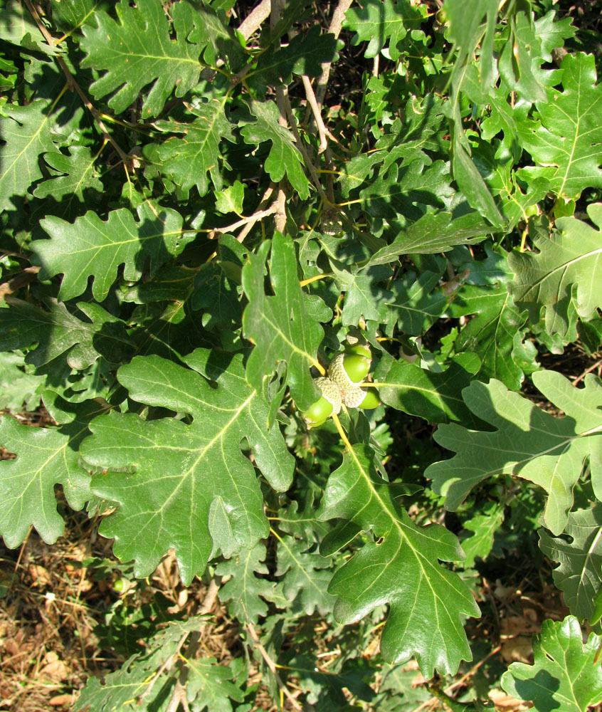 Image of Quercus petraea specimen.