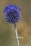 Echinops ruthenicus