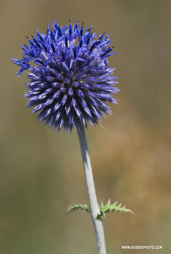 Изображение особи Echinops ruthenicus.