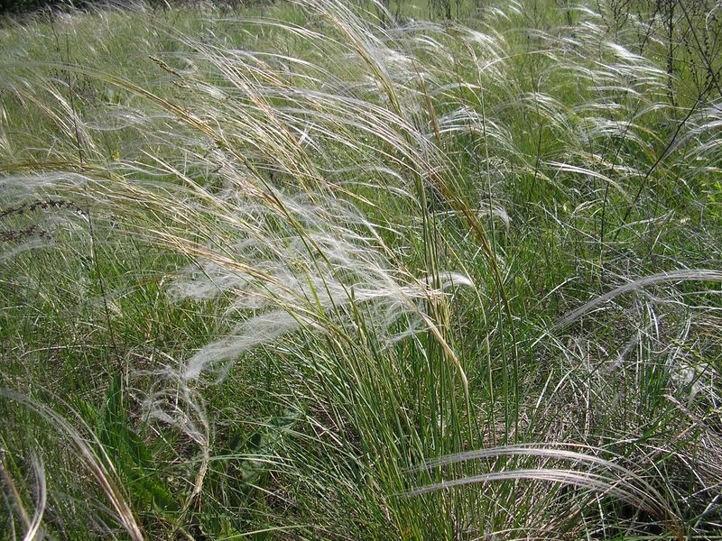 Изображение особи род Stipa.