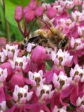 Asclepias incarnata