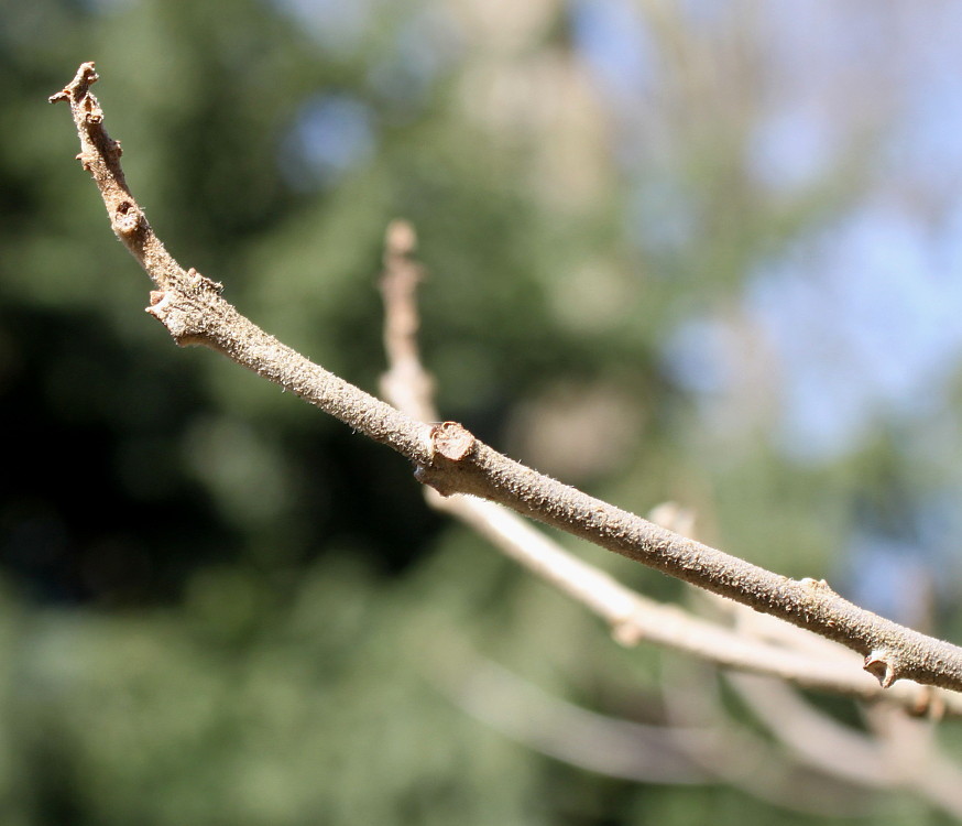 Image of Clerodendrum trichotomum specimen.