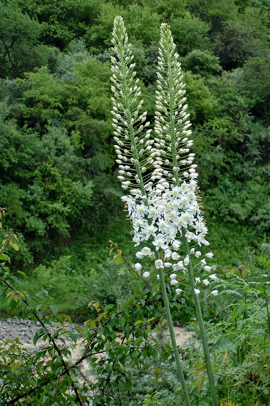 Изображение особи Eremurus robustus.