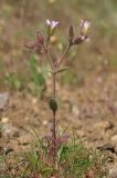 Cerastium pseudobulgaricum