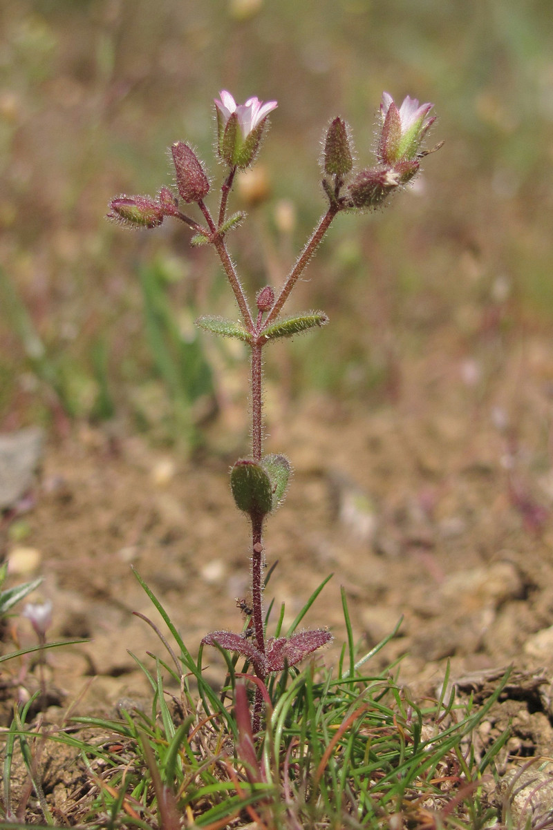 Image of Cerastium pseudobulgaricum specimen.
