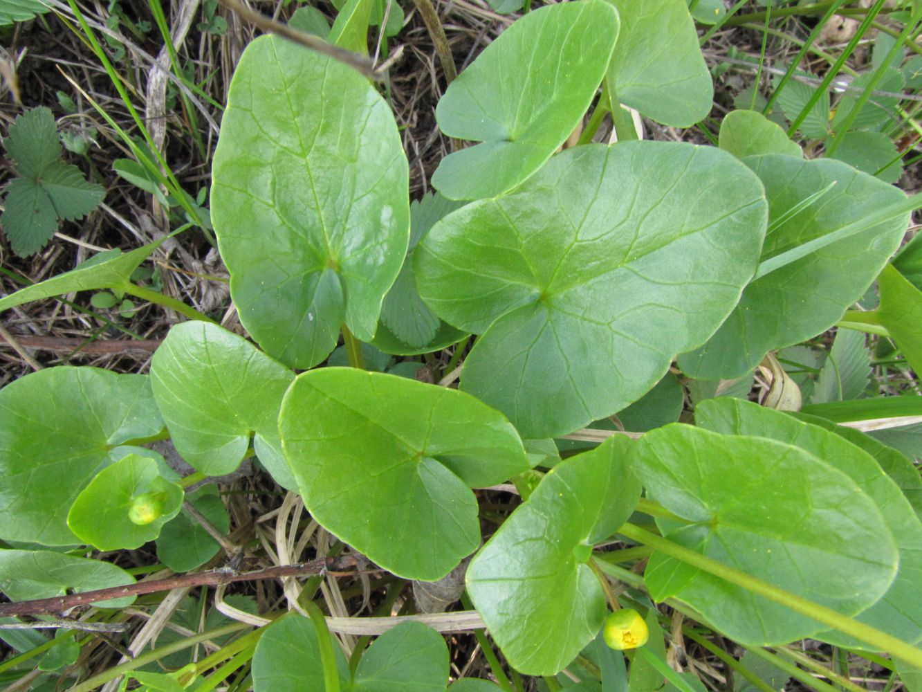 Image of Ficaria verna specimen.