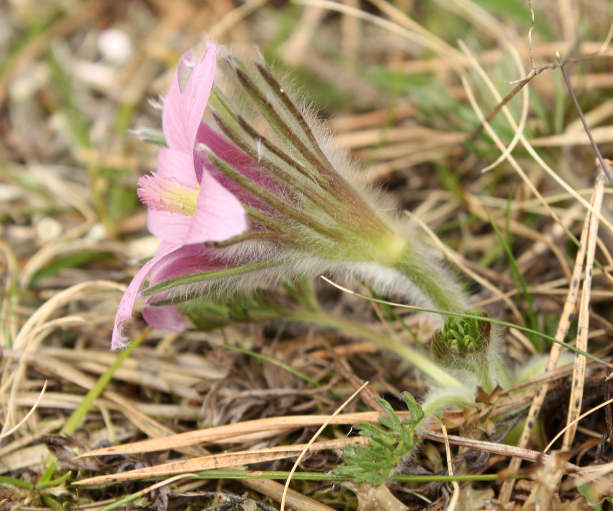 Изображение особи Pulsatilla vulgaris.
