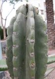 Cereus peruvianus