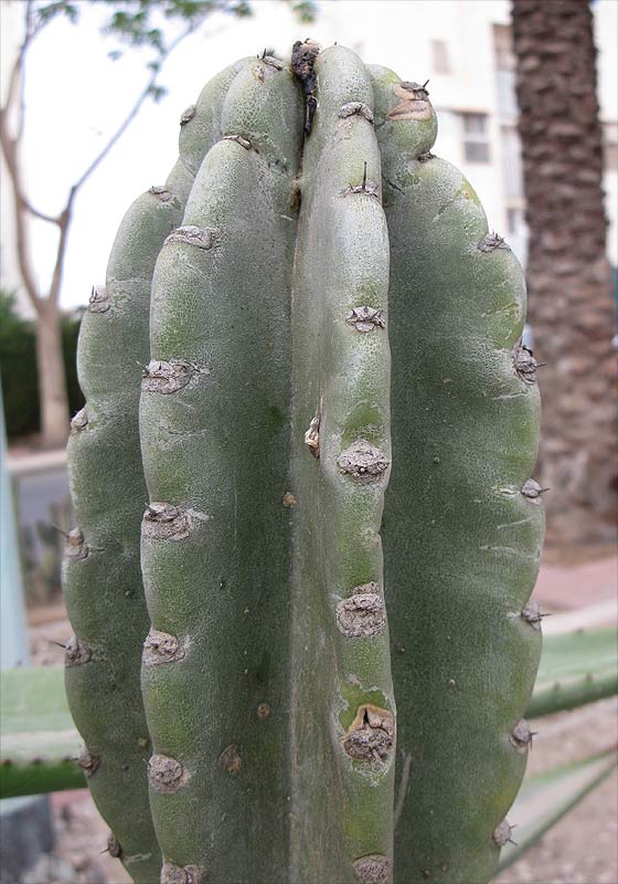 Изображение особи Cereus peruvianus.