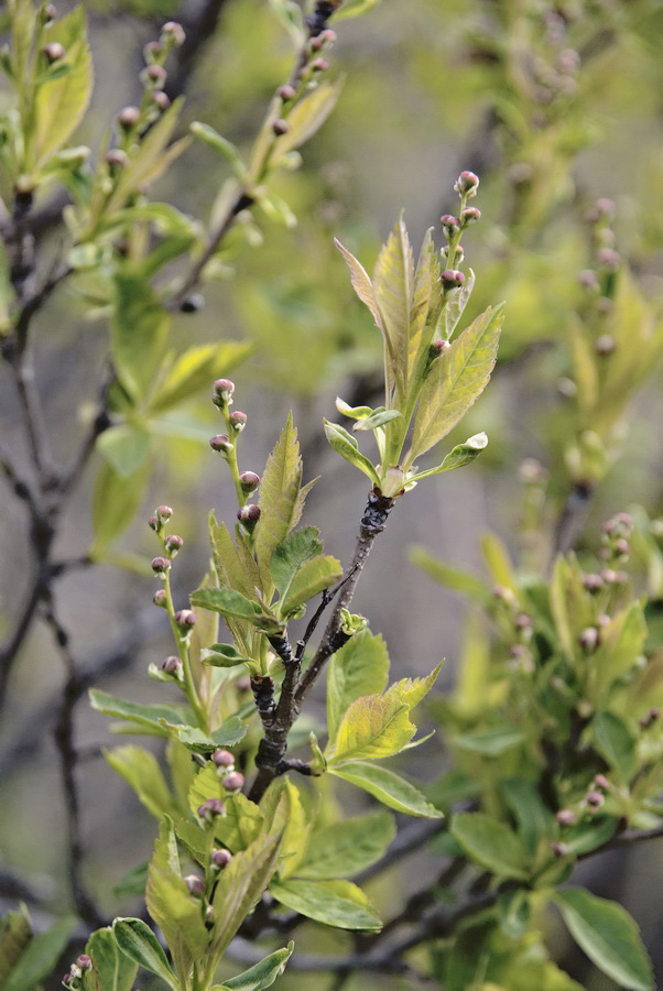 Image of Exochorda serratifolia specimen.