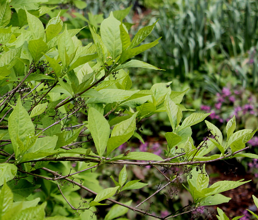 Image of Callicarpa dichotoma specimen.