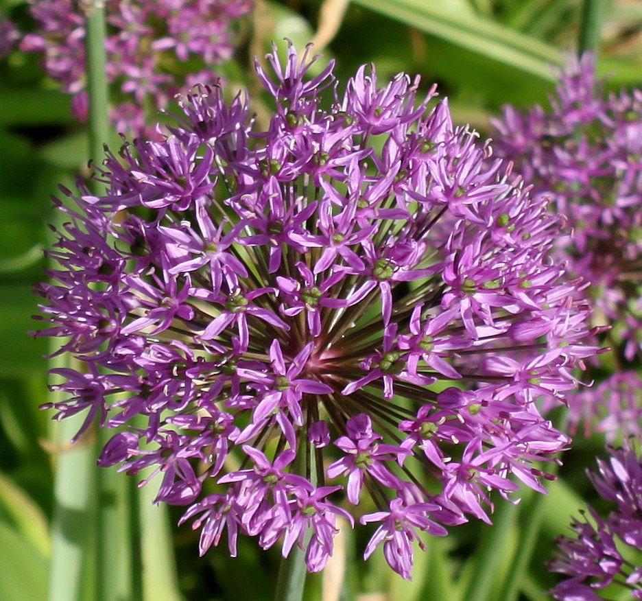 Image of Allium hollandicum specimen.