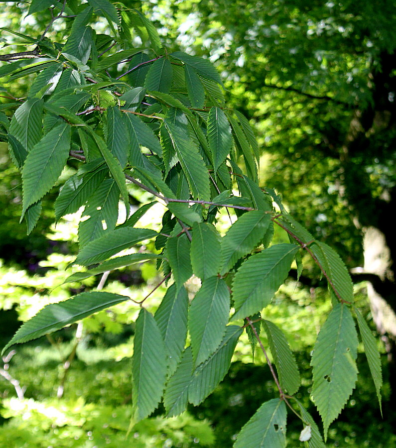 Изображение особи Acer carpinifolium.