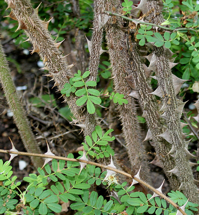 Изображение особи Rosa omeiensis f. pteracantha.