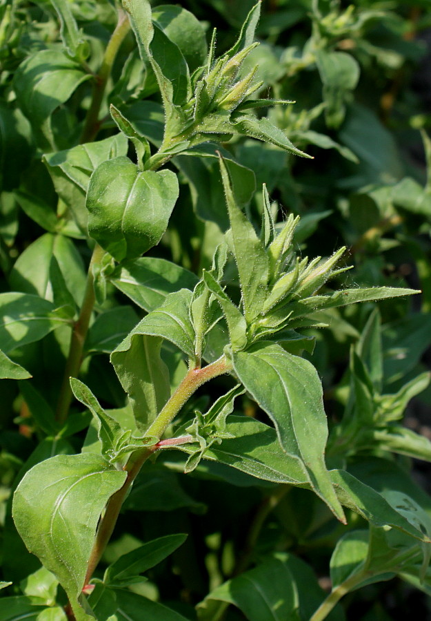 Изображение особи Oenothera fruticosa.