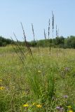 Molinia caerulea