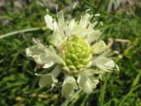 Cephalaria coriacea. Распускающееся соцветие. Краснодарский край, м/о Анапа, окр. пос. Б. Утриш, обрывисто-осыпной склон. 11.08.2013.