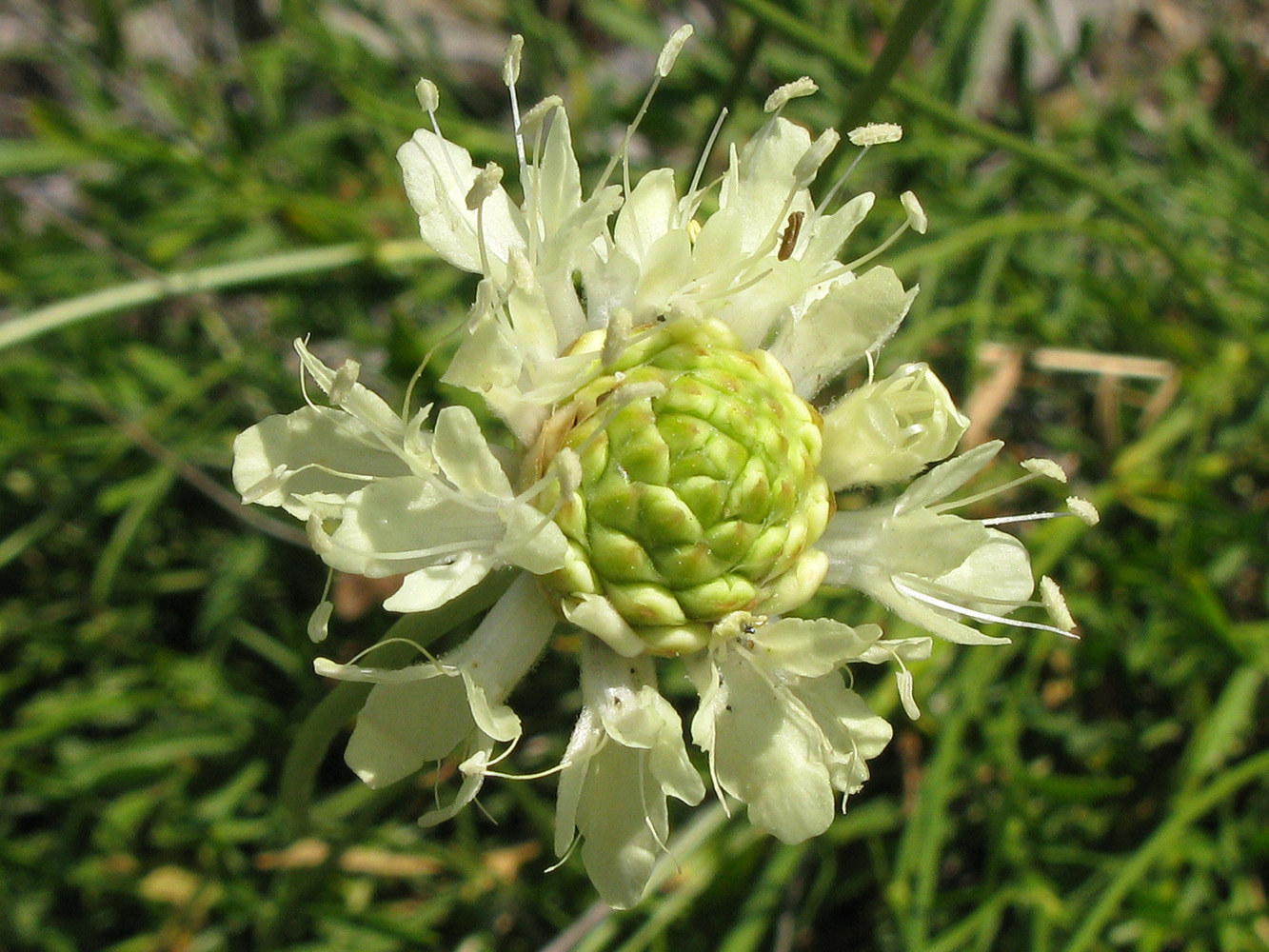 Изображение особи Cephalaria coriacea.