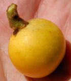 Eriobotrya japonica. Зрелый плод. Южный Берег Крыма, г. Алупка, парк Воронцовского дворца. Июнь 2010 г.