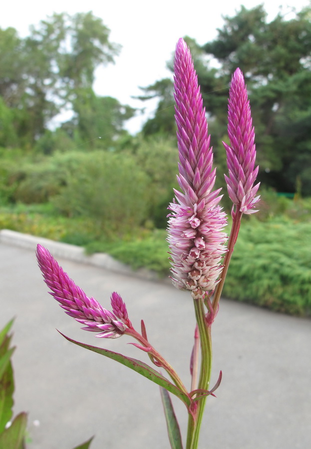 Изображение особи Celosia spicata.