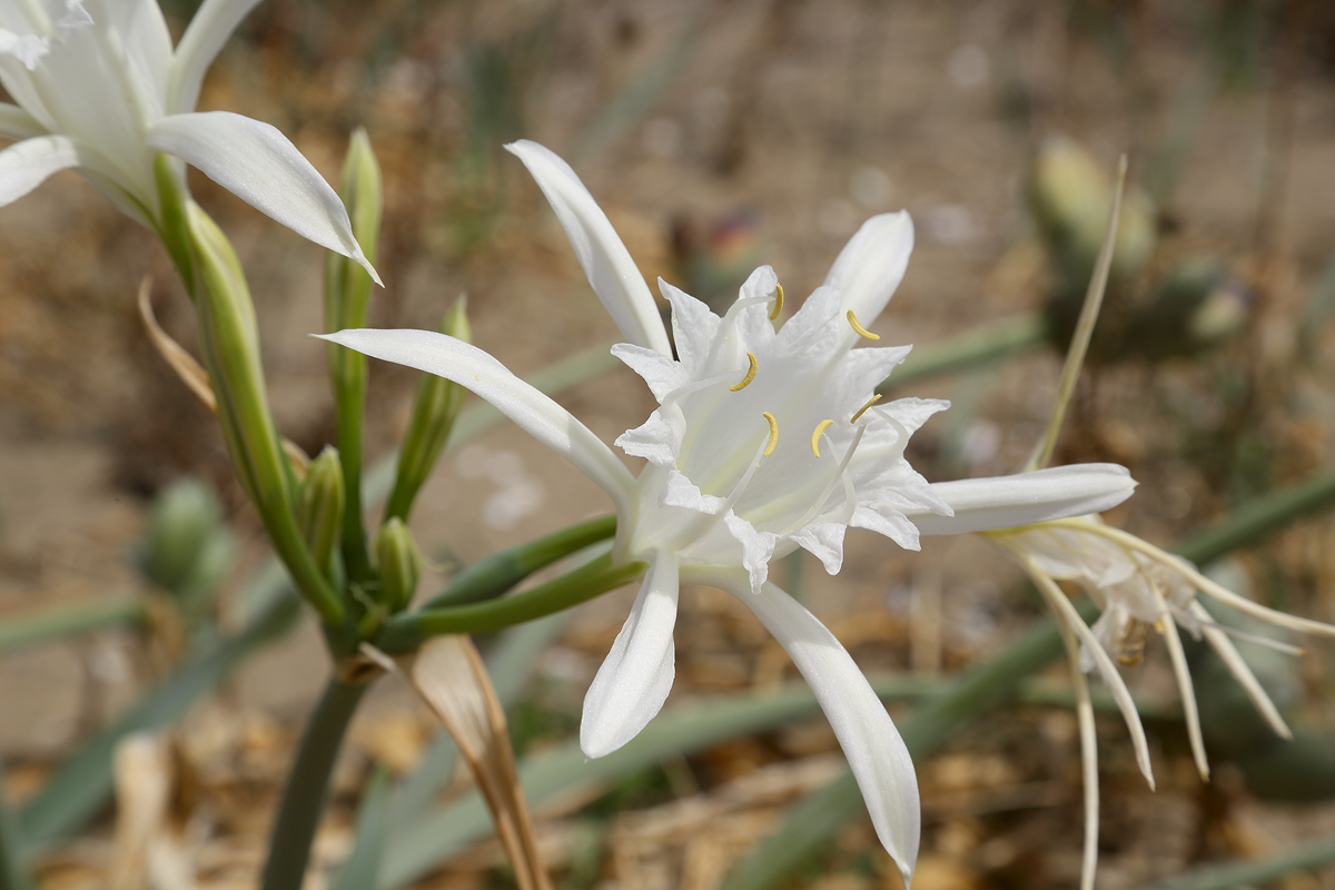 Изображение особи Pancratium maritimum.