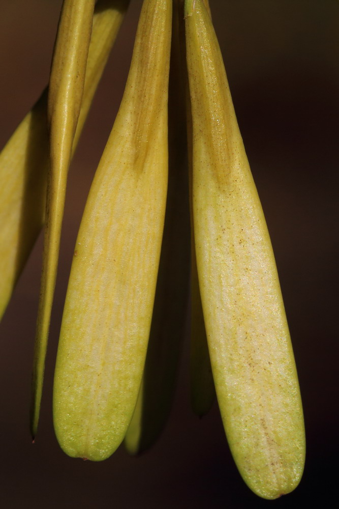 Изображение особи Fraxinus pennsylvanica.