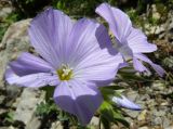 Linum lanuginosum