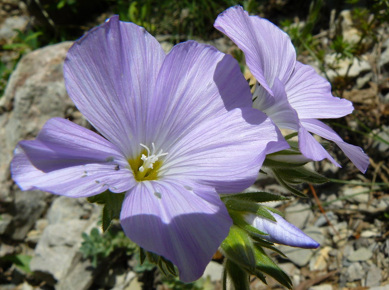 Изображение особи Linum lanuginosum.