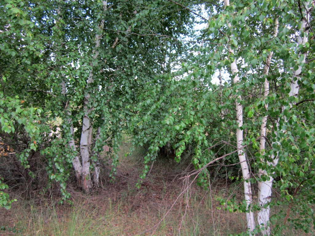 Изображение особи Betula borysthenica.