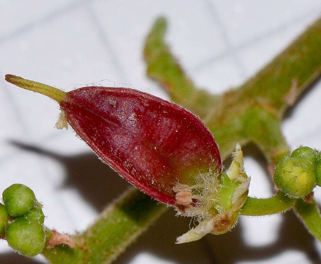 Image of Koelreuteria bipinnata specimen.