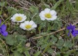 Callianthemum alatavicum