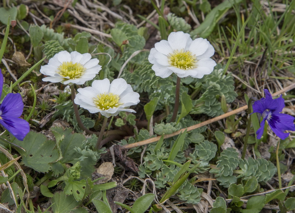Изображение особи Callianthemum alatavicum.