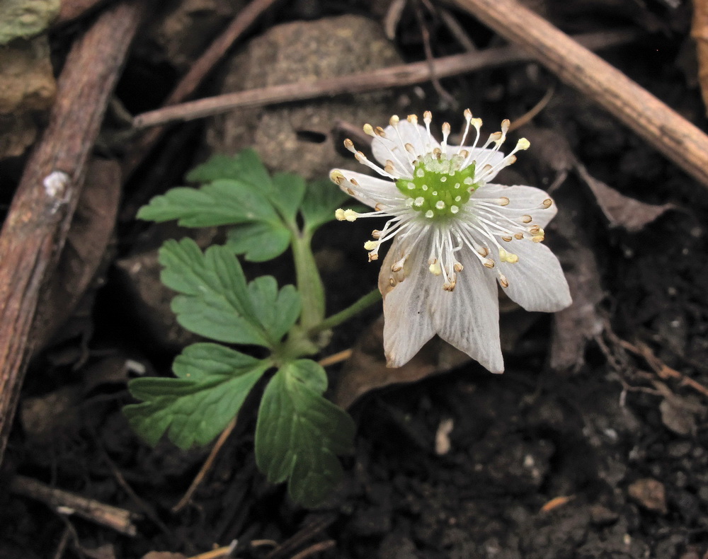 Image of Anemone amurensis specimen.