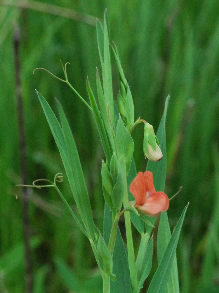 Изображение особи Lathyrus cicera.