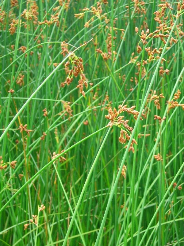 Image of Schoenoplectus tabernaemontani specimen.