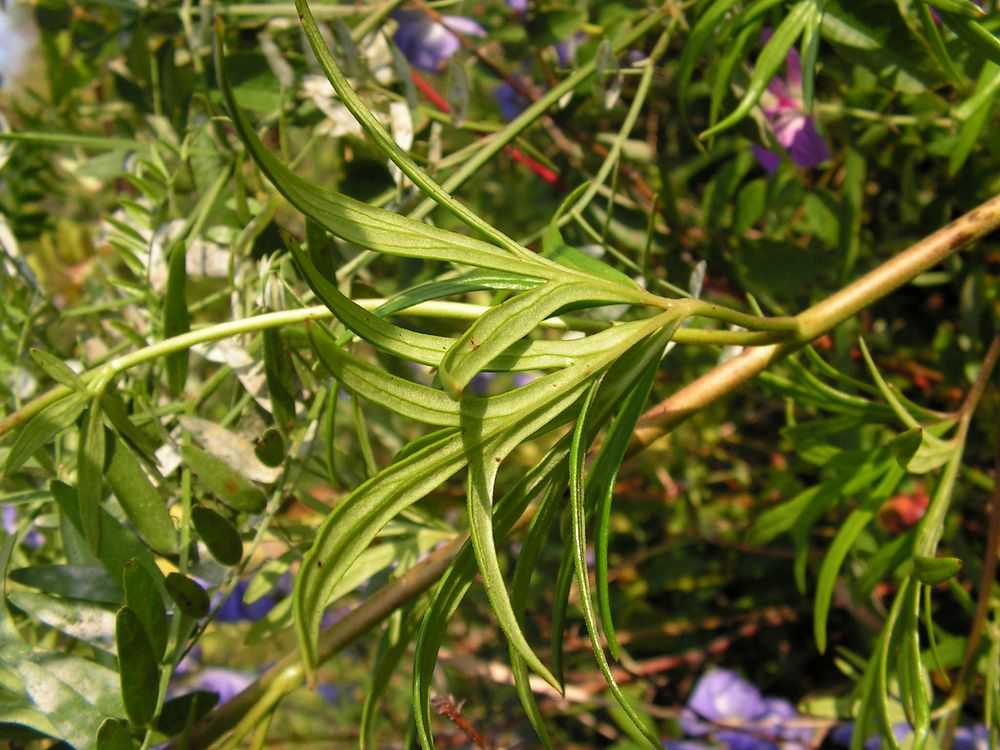 Image of Aconitum macrorhynchum specimen.