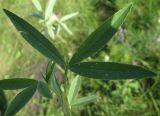 Trifolium alpestre