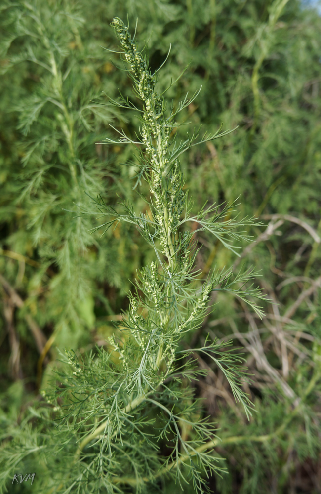 Image of genus Artemisia specimen.