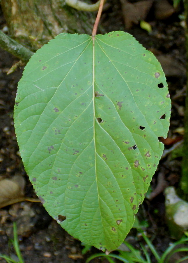 Изображение особи Malus fusca.