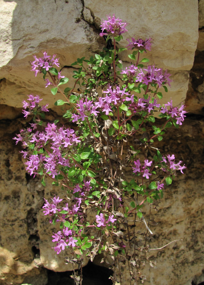 Изображение особи Thymus subarcticus.