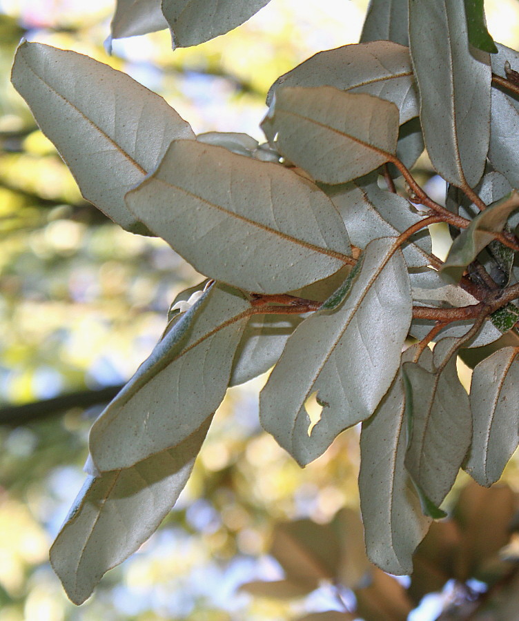 Изображение особи Elaeagnus pungens.