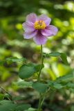 Paeonia daurica