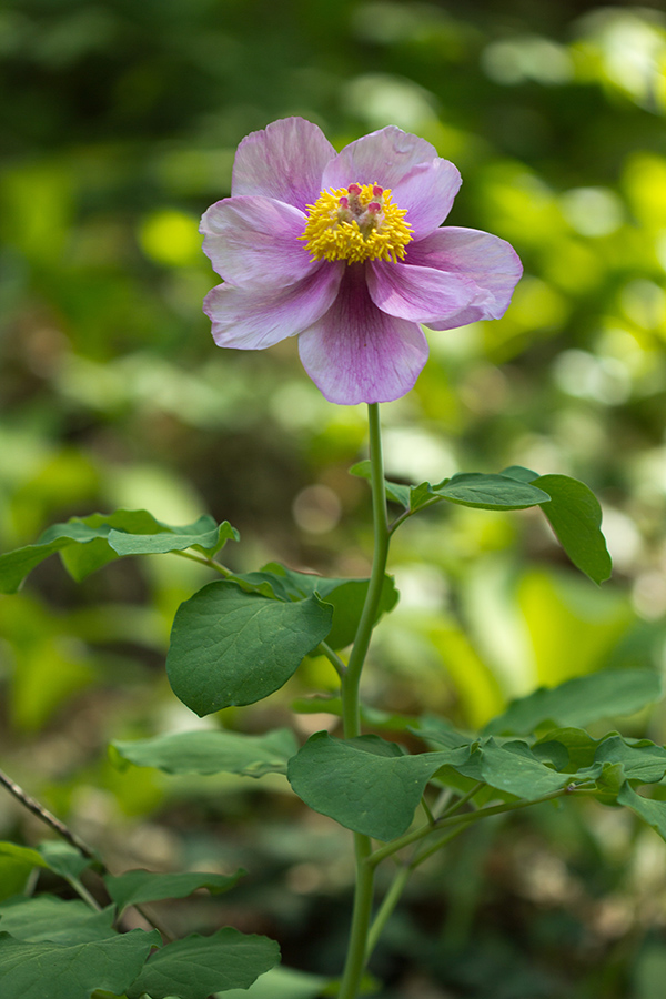 Изображение особи Paeonia daurica.