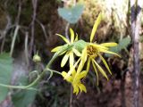 Ligularia narynensis