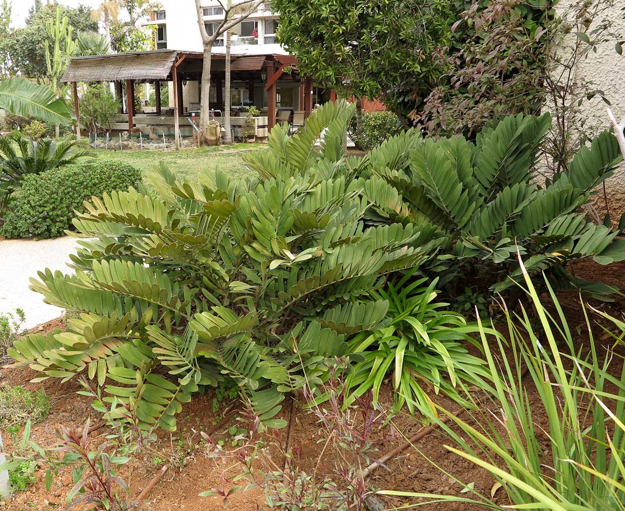 Image of Zamia furfuracea specimen.