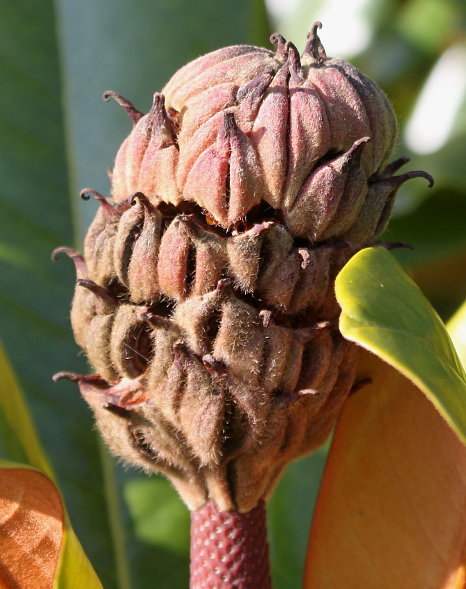 Изображение особи Magnolia grandiflora.